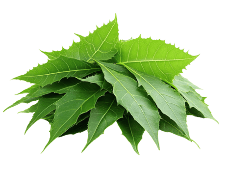 Neem